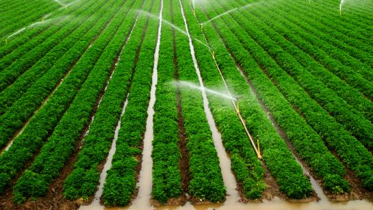 Watering crops